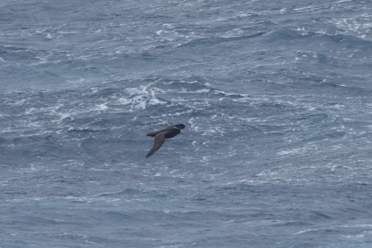 Beyaz Gıdılı Yelkovan - ML647098207