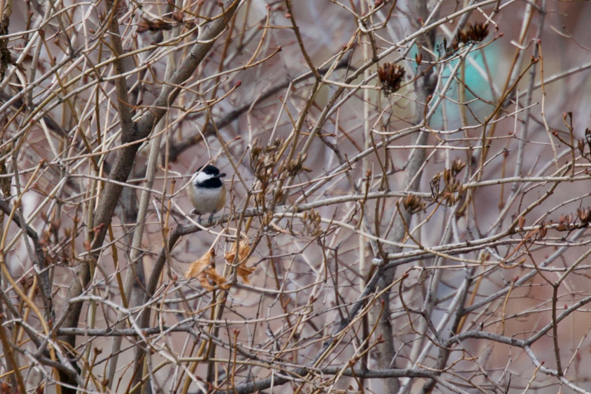 amerikameis - ML647098208