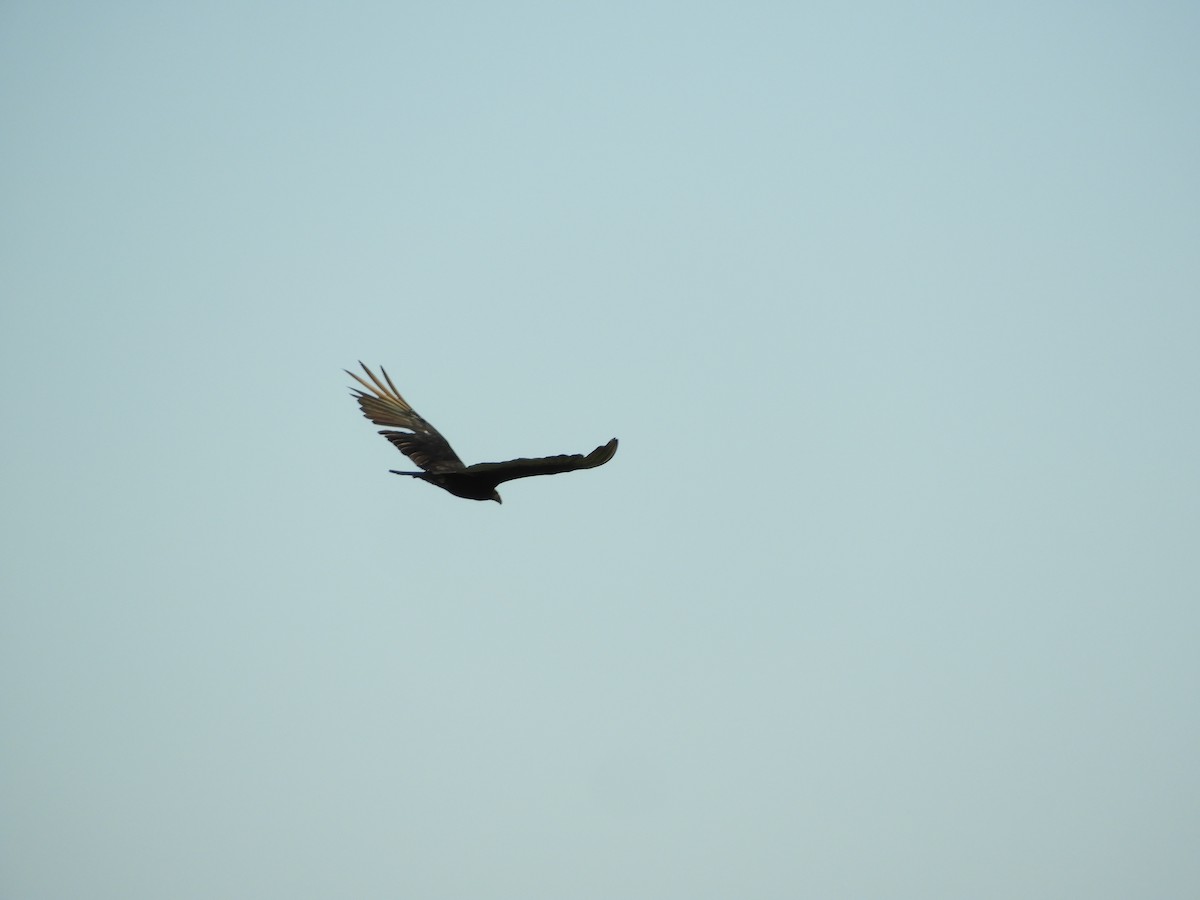 myrkondor - ML647098209