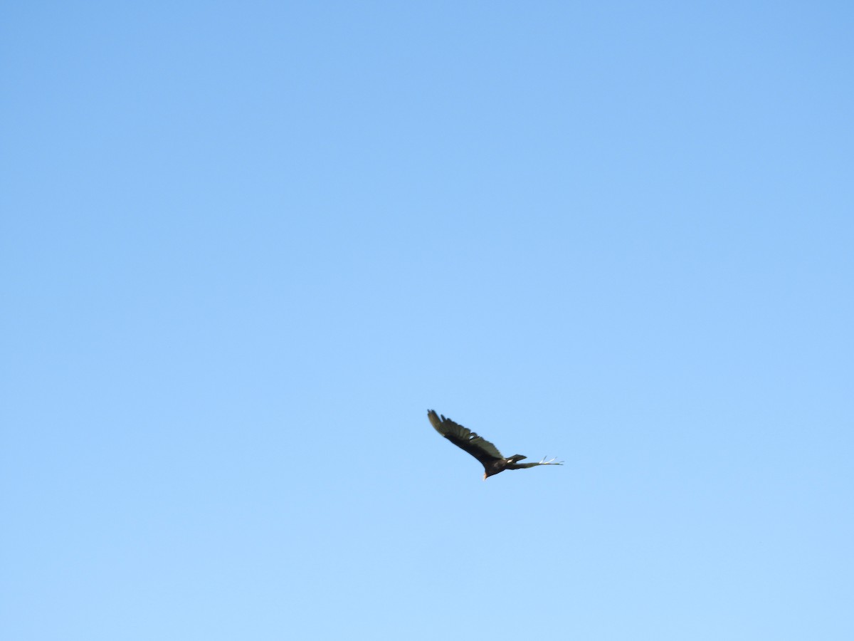 myrkondor - ML647098210