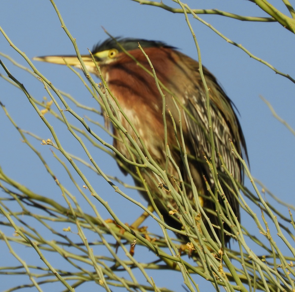 Green Heron - ML647098211