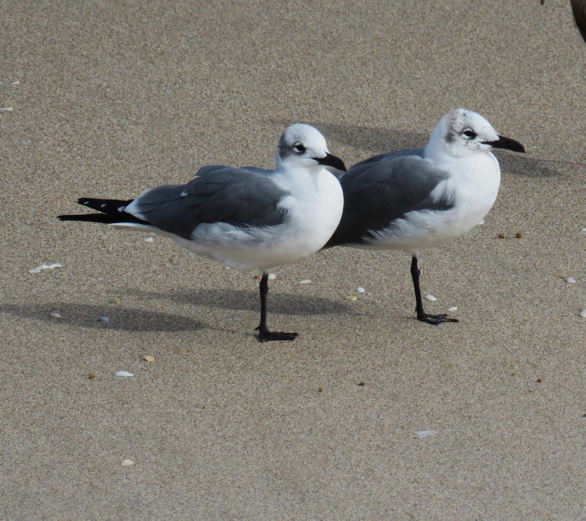 ワライカモメ - ML647098212