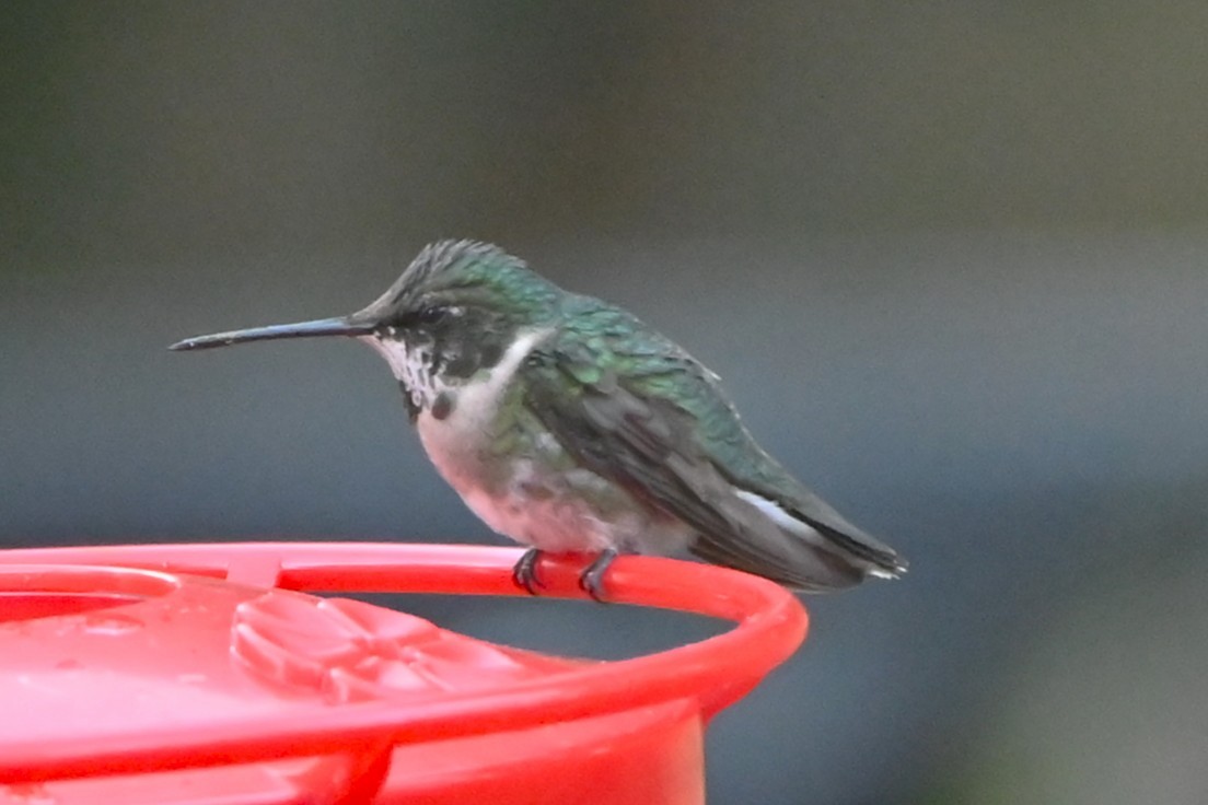 Ruby-throated Hummingbird - ML647098213
