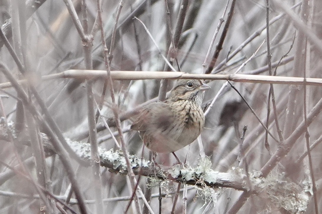 Lincoln's Sparrow - ML647098215