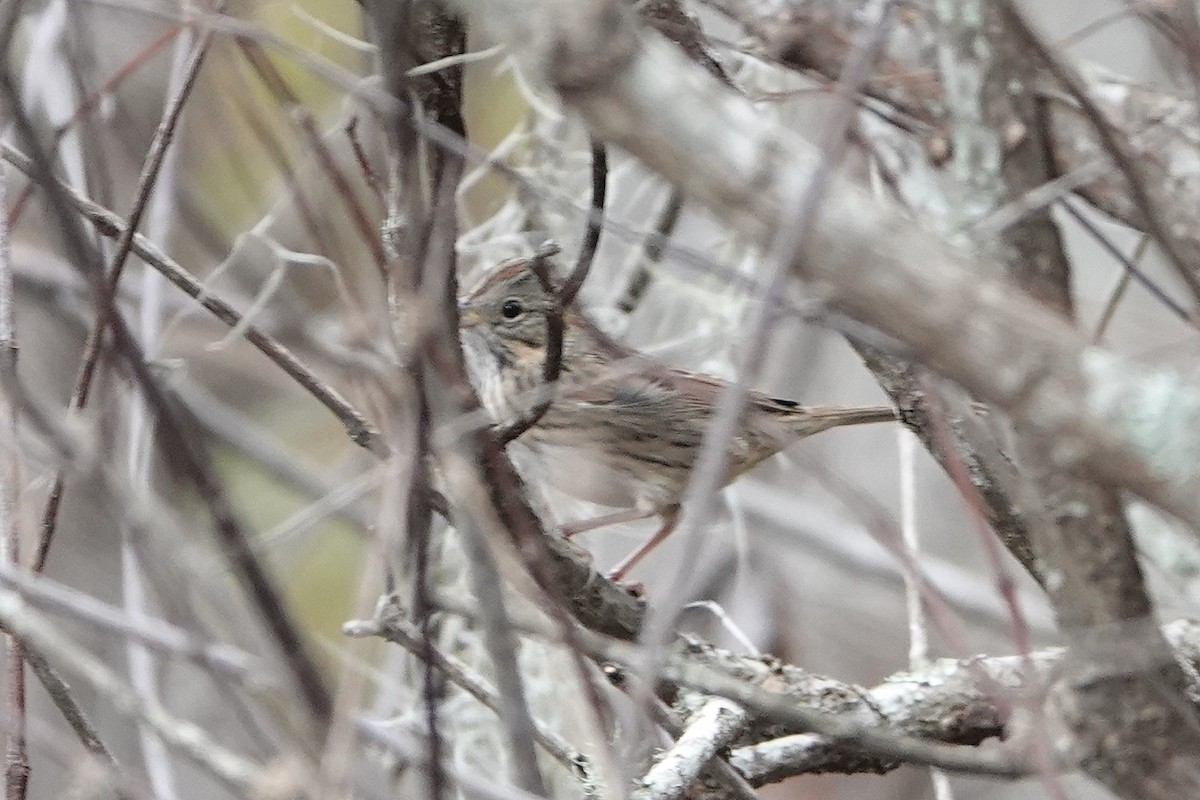 Lincoln's Sparrow - ML647098216