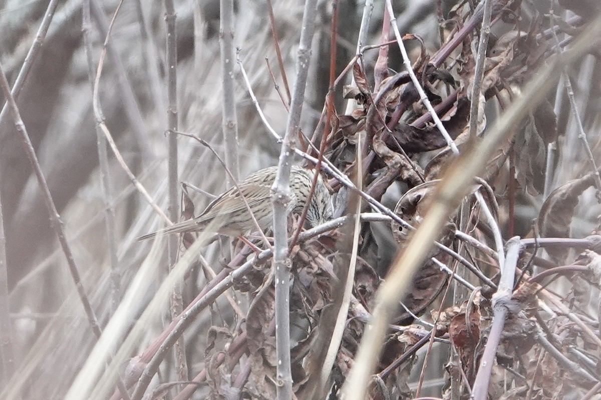 Lincoln's Sparrow - ML647098217