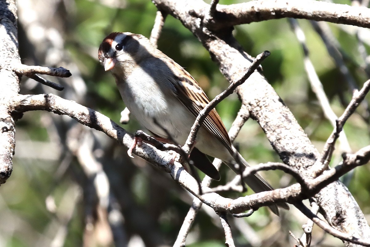 Chipping Sparrow - ML647098218