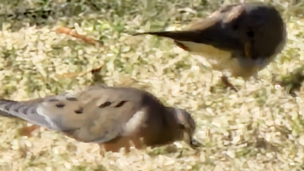 Mourning Dove - ML647098220