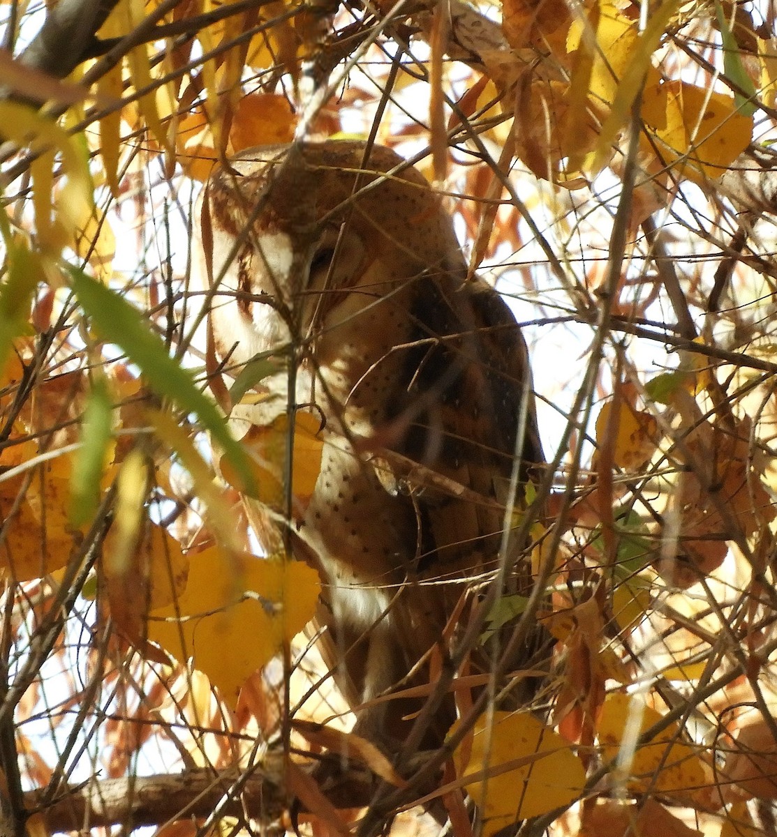 American Barn Owl - ML647098230