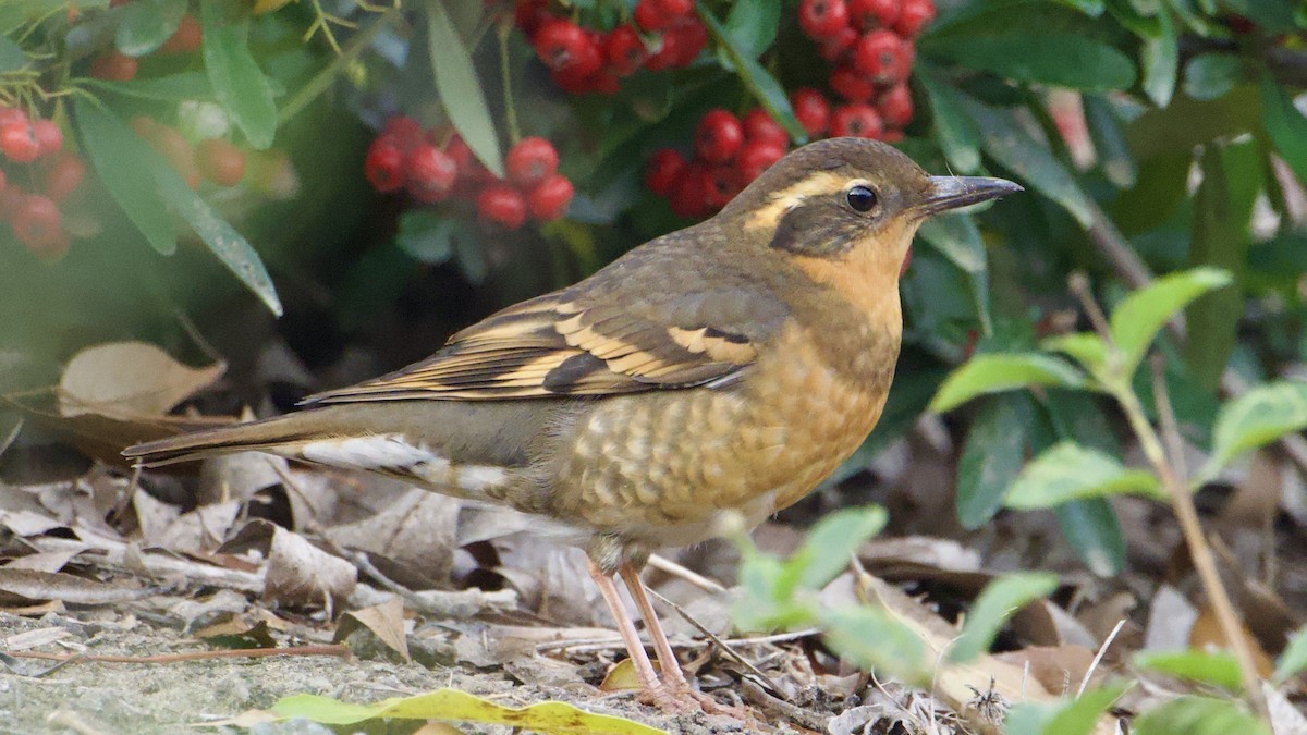 Zorzal Pinto - ML647098231