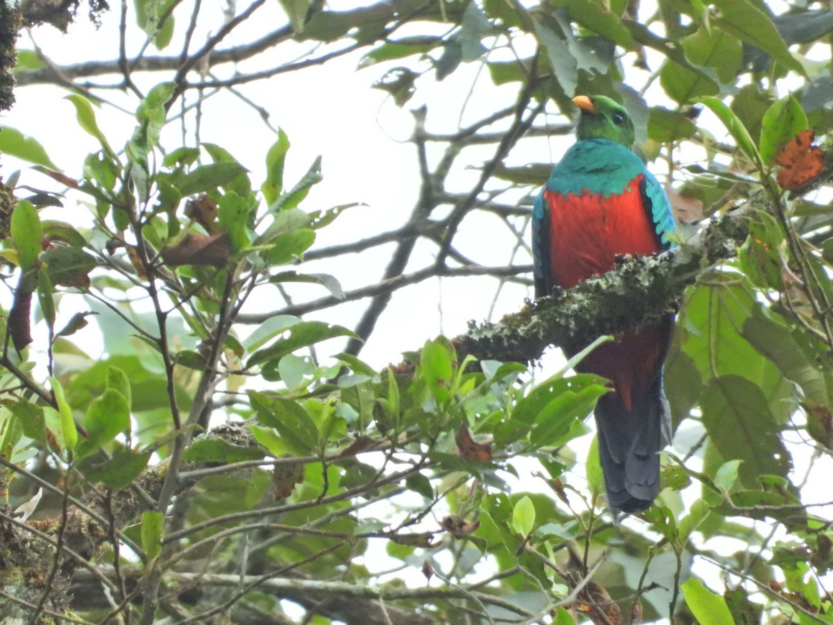 Golden-headed Quetzal - ML647098234