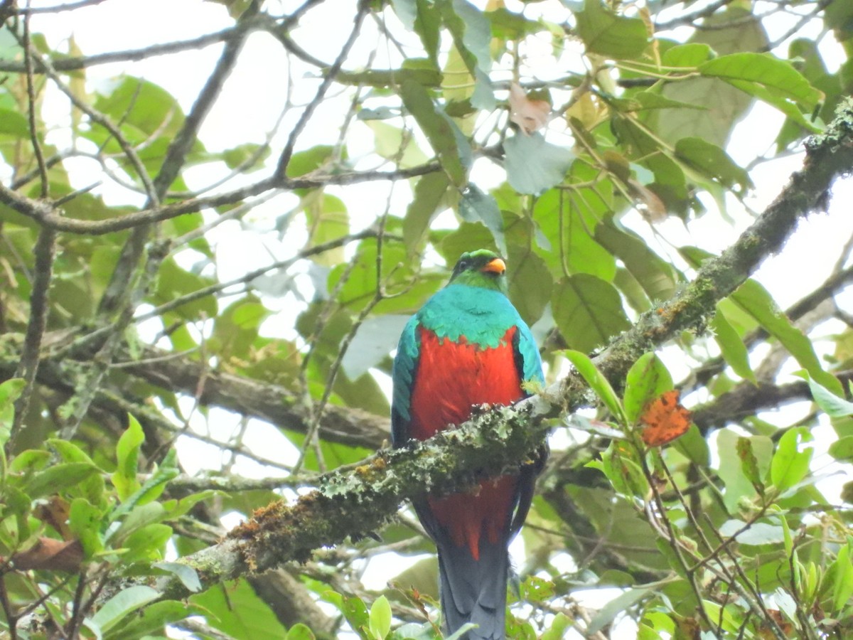 Golden-headed Quetzal - ML647098235