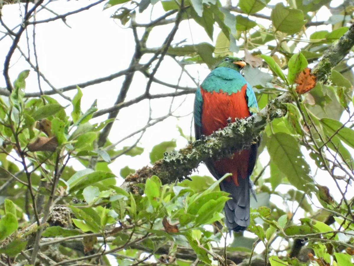 Golden-headed Quetzal - ML647098236