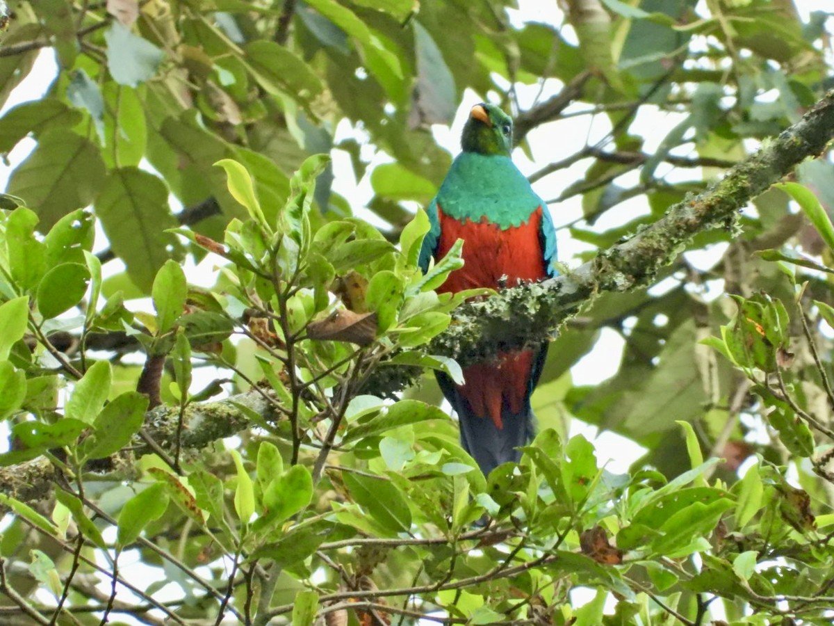 Golden-headed Quetzal - ML647098237