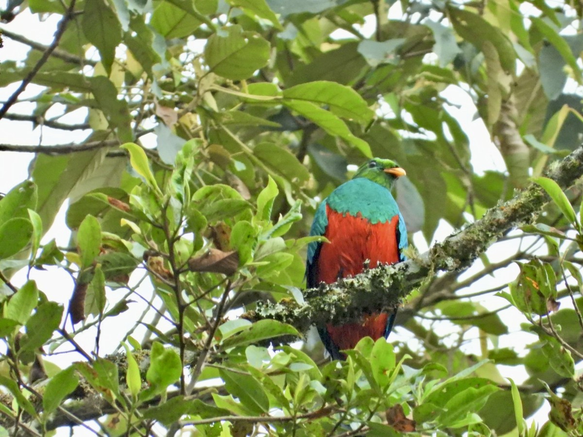 Golden-headed Quetzal - ML647098238