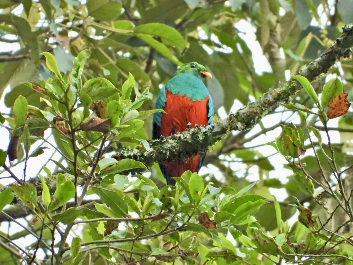 Golden-headed Quetzal - ML647098239