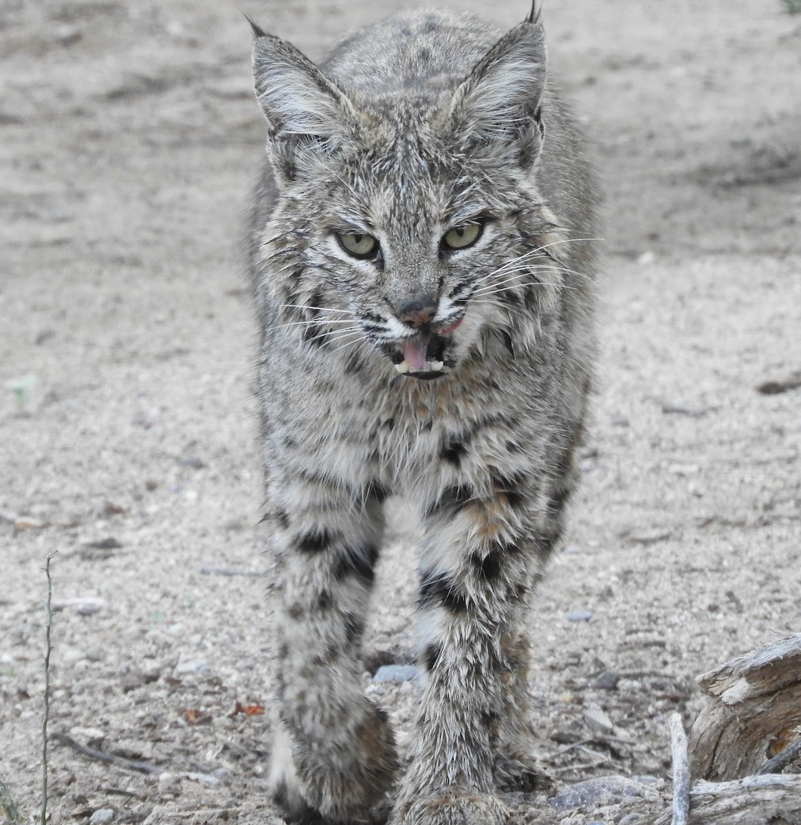 Bobcat - ML647098241