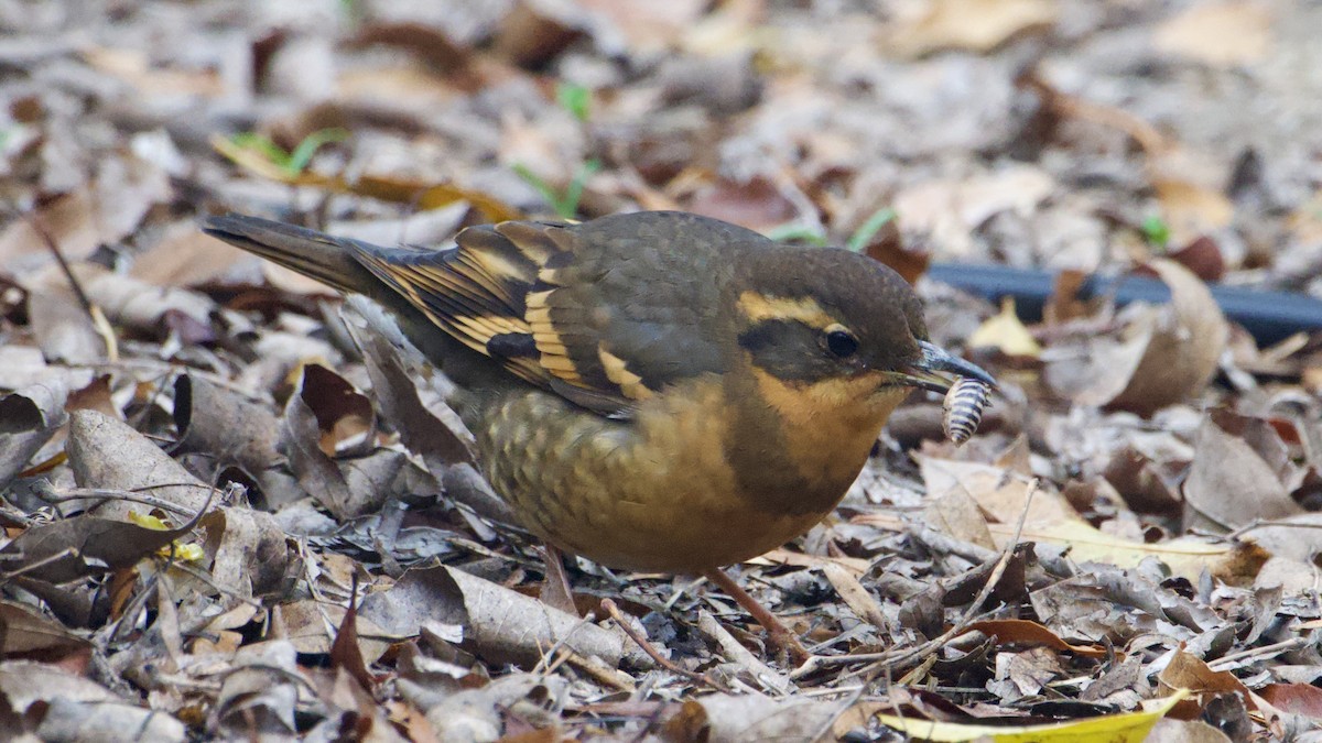 Zorzal Pinto - ML647098245