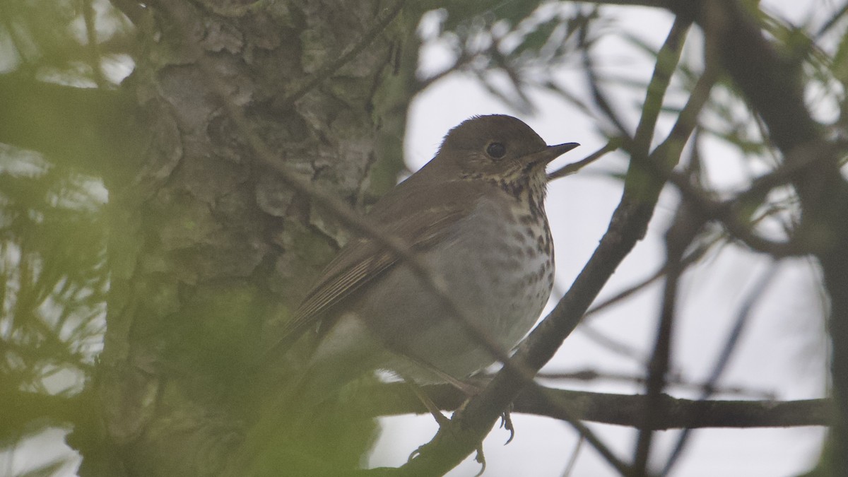 Zorzalito Colirrufo - ML647098249