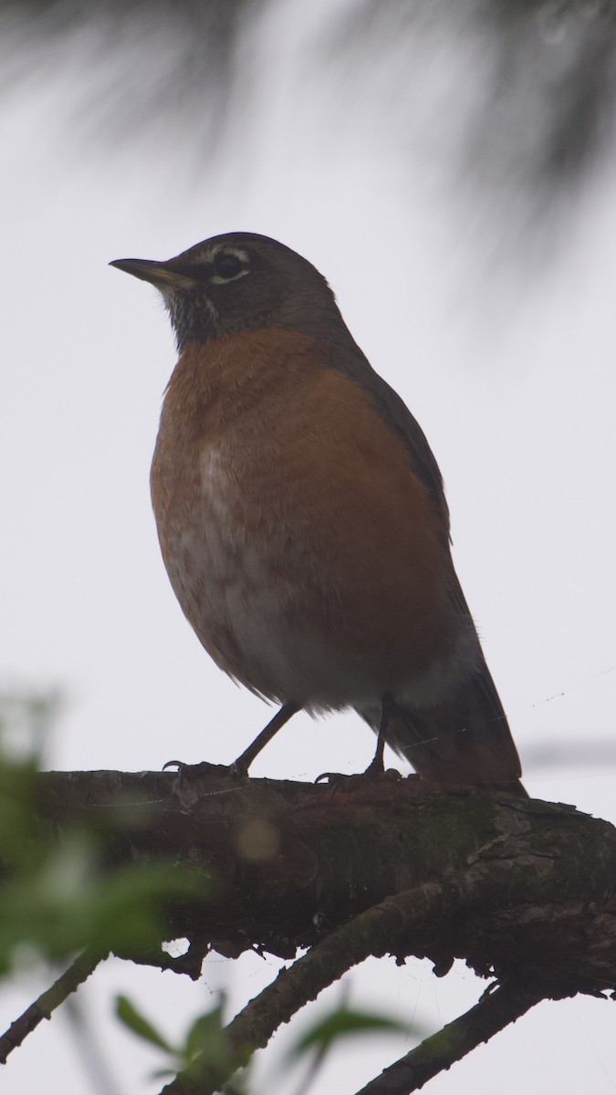 Zorzal Americano - ML647098255