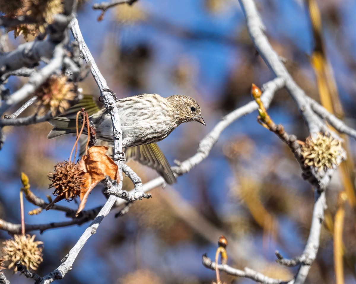 Jilguero de Los Pinos - ML647098258