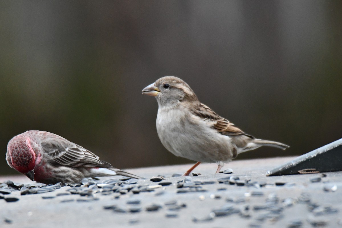 Gorrión Común - ML647098259