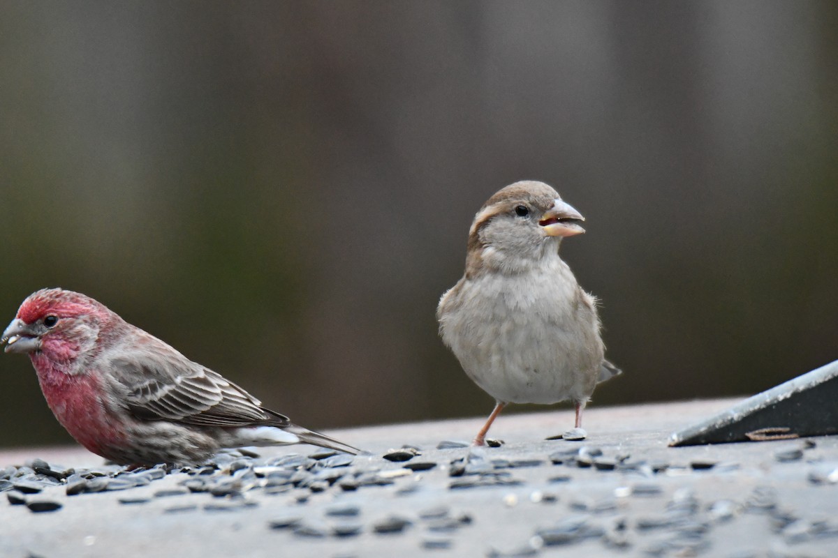 Gorrión Común - ML647098260