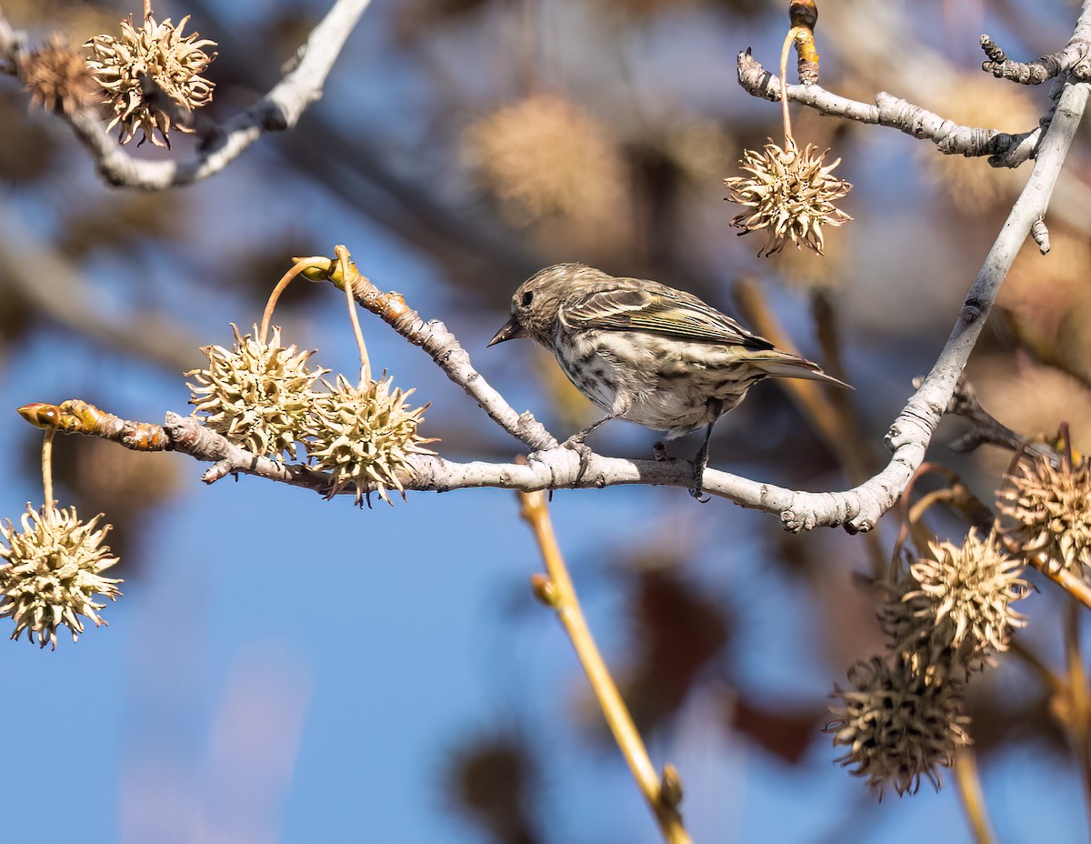 Jilguero de Los Pinos - ML647098261