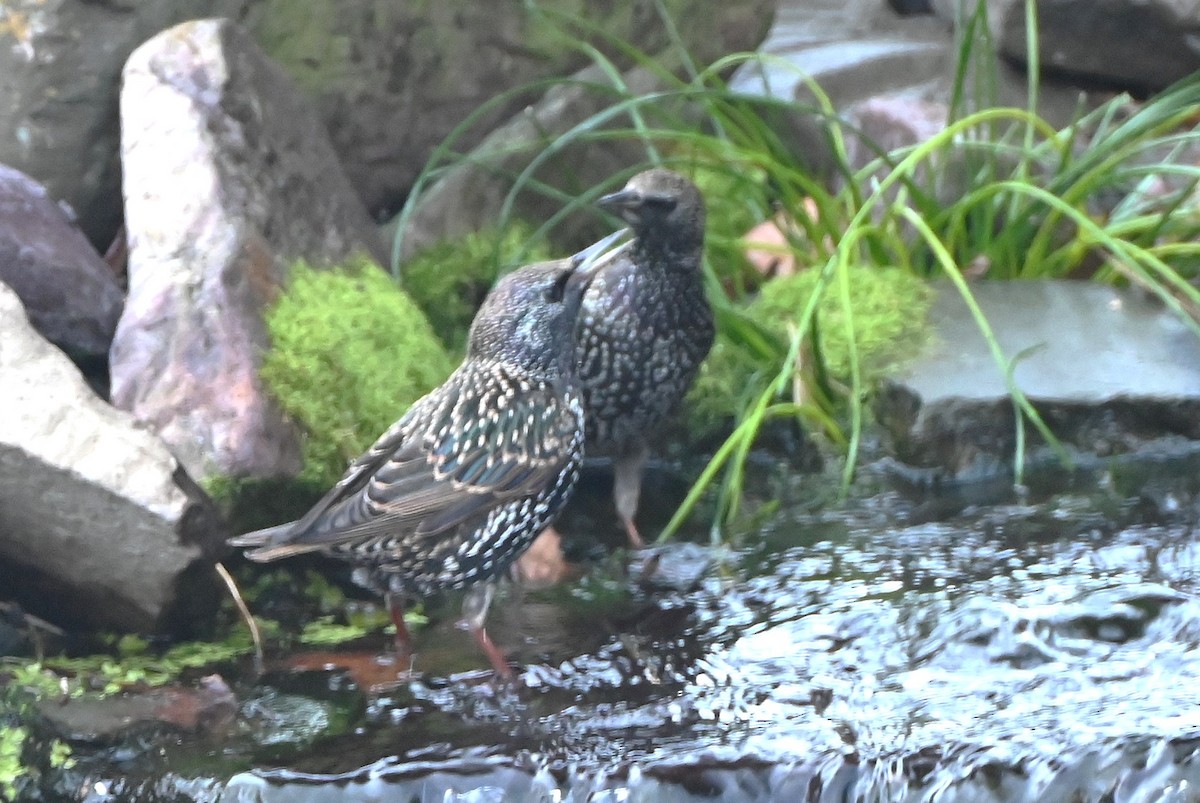 European Starling - ML647098266