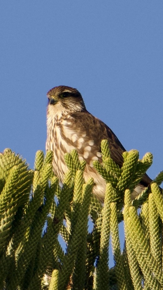 Esmerejón - ML647098267