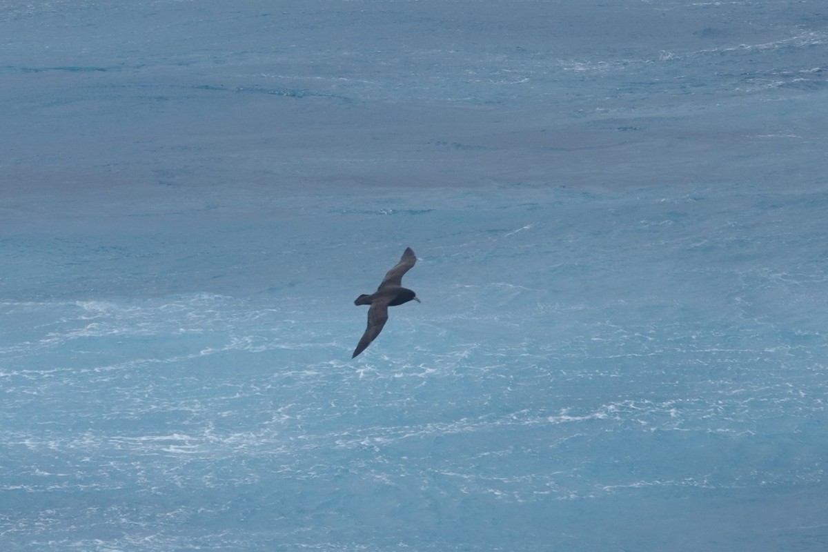 Beyaz Gıdılı Yelkovan - ML647098269