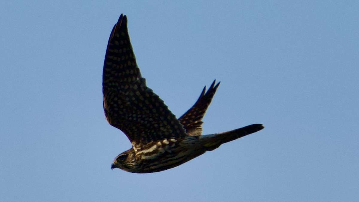 Esmerejón - ML647098274