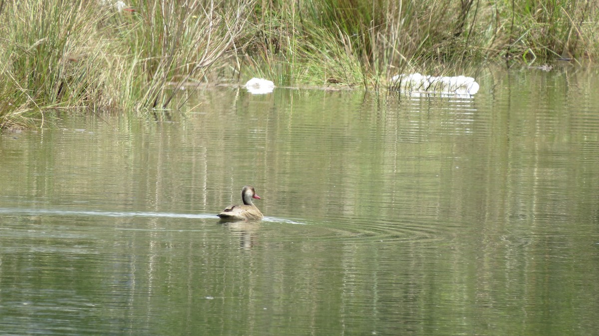 Brazilian Teal - ML647098278