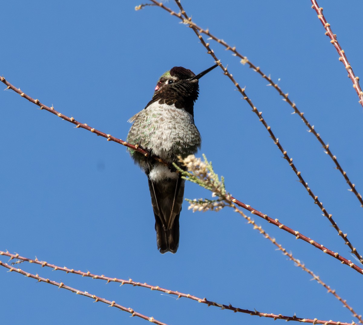 kalypta růžovohlavá - ML647098282