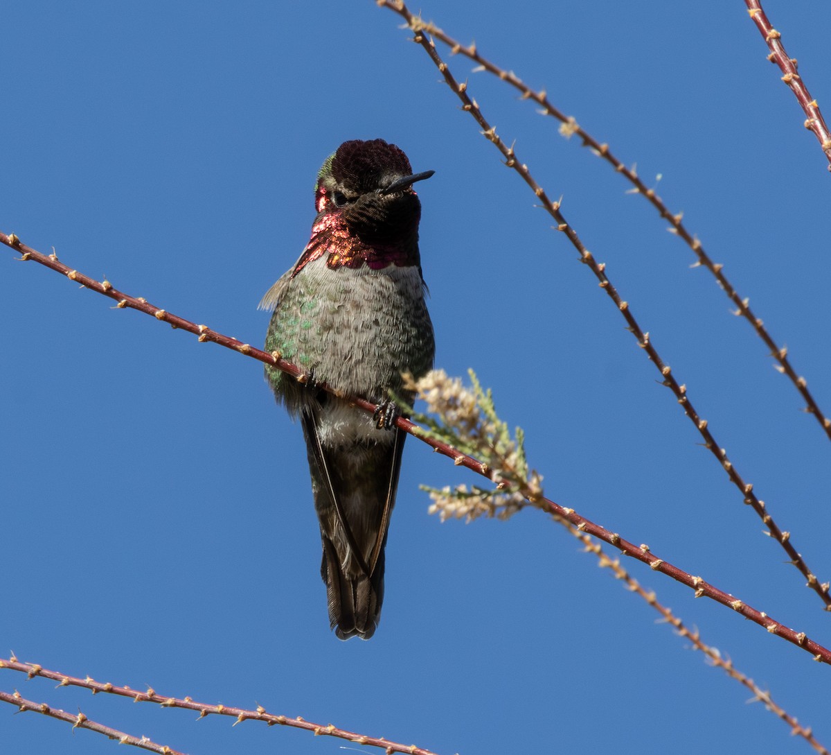 kalypta růžovohlavá - ML647098283