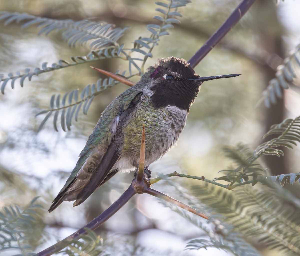 kalypta růžovohlavá - ML647098284