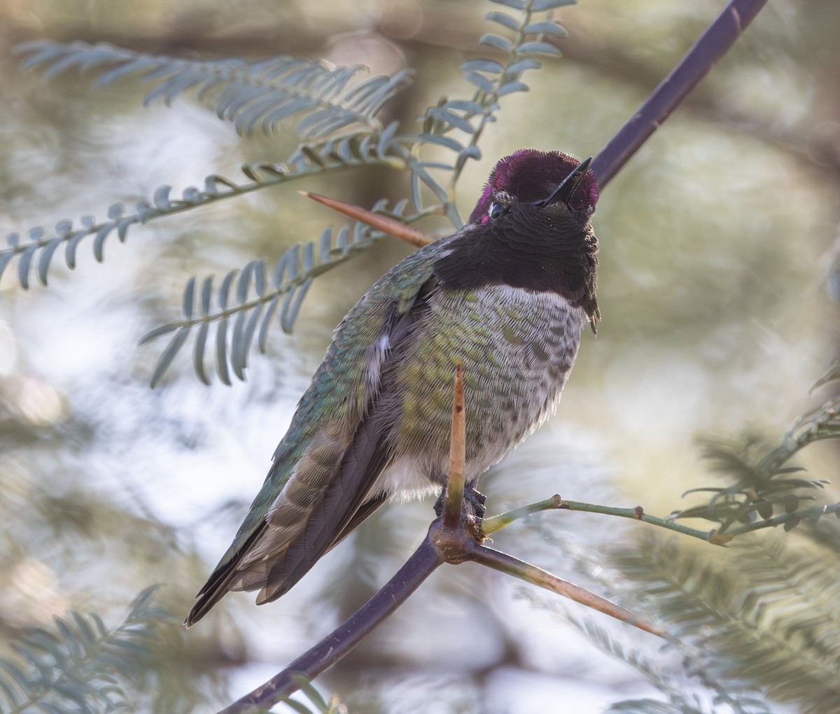 kalypta růžovohlavá - ML647098286