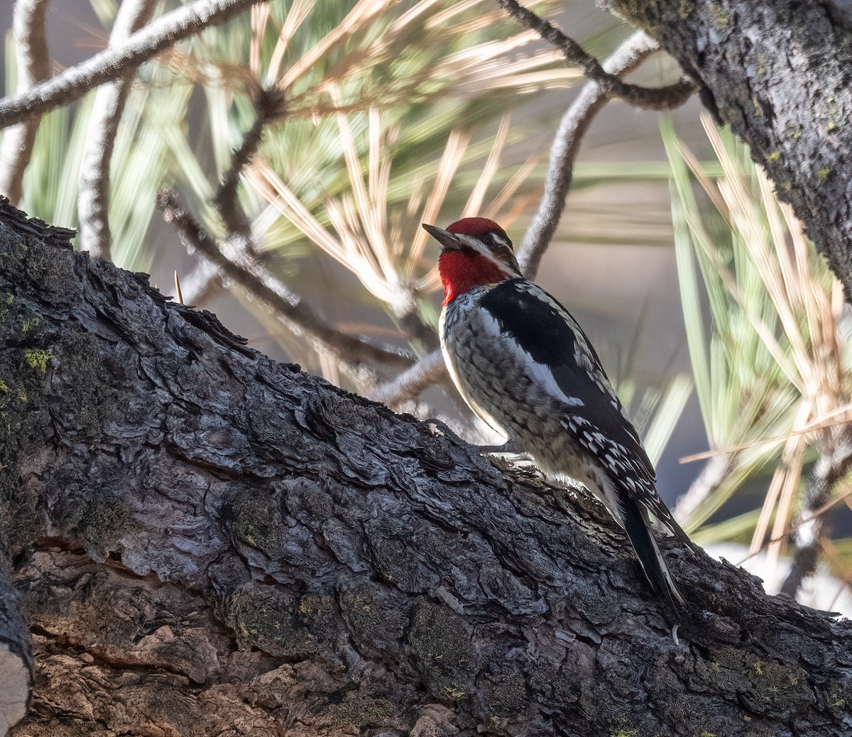 Chupasavia Nuquirrojo - ML647098287