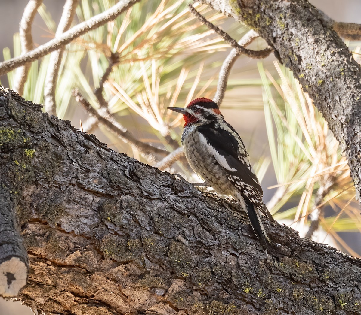 Chupasavia Nuquirrojo - ML647098292