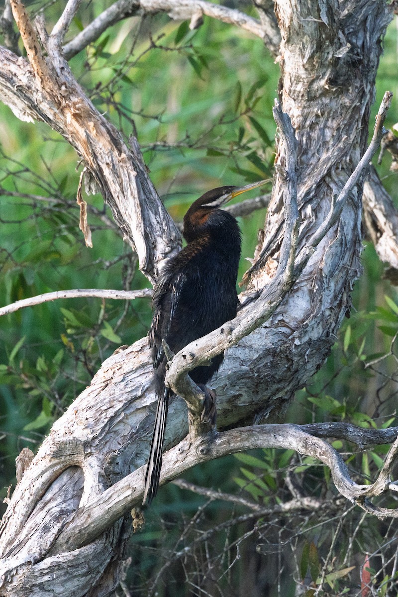Australasian Darter - ML647098293