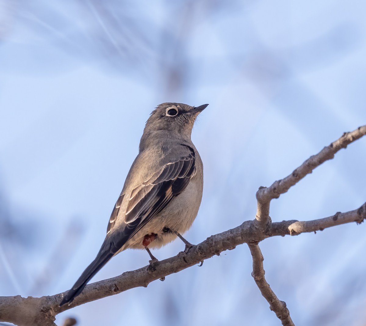 Solitario Norteño - ML647098301