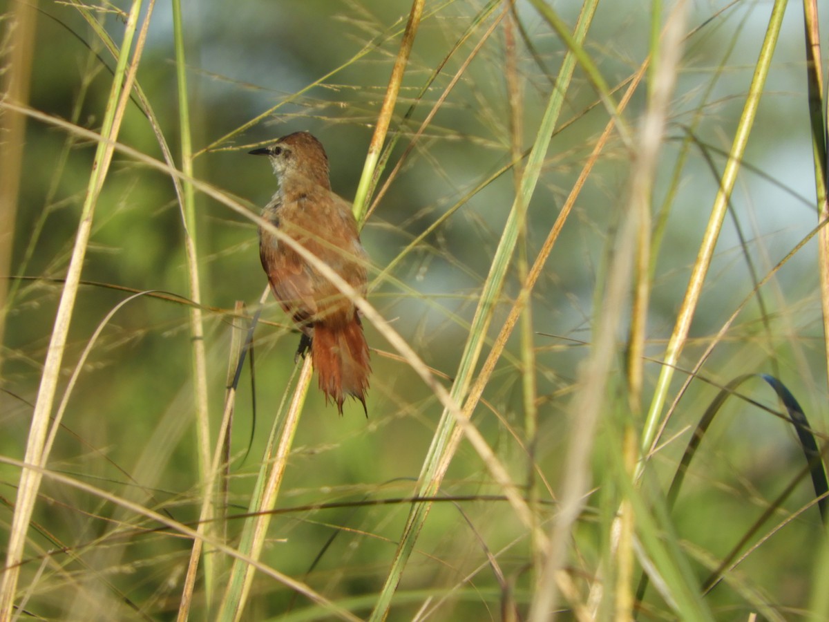 Yellow-chinned Spinetail - ML647098302