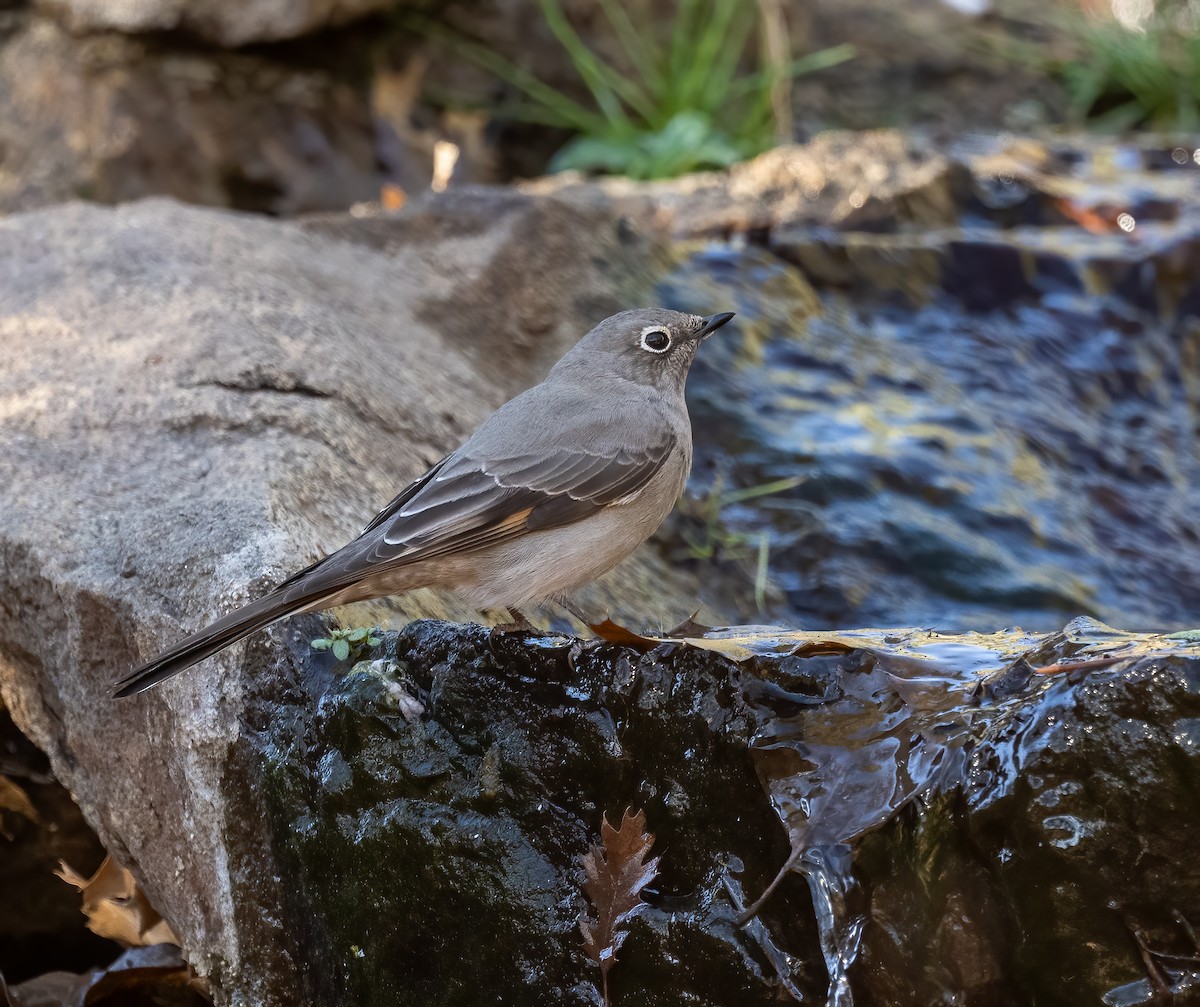 Solitario Norteño - ML647098303