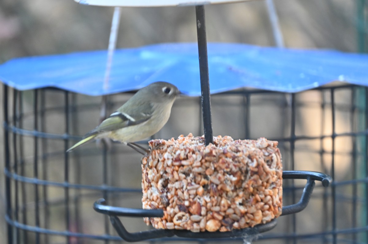 Ruby-crowned Kinglet - ML647098313