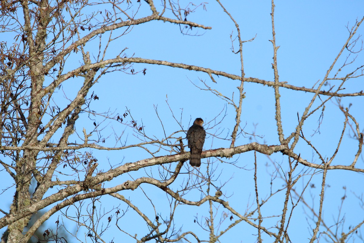 Sharp-shinned/Cooper's Hawk - ML647098315