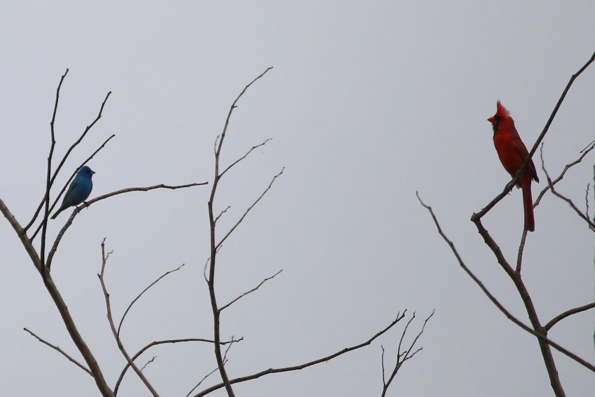 Indigo Bunting - ML647098320