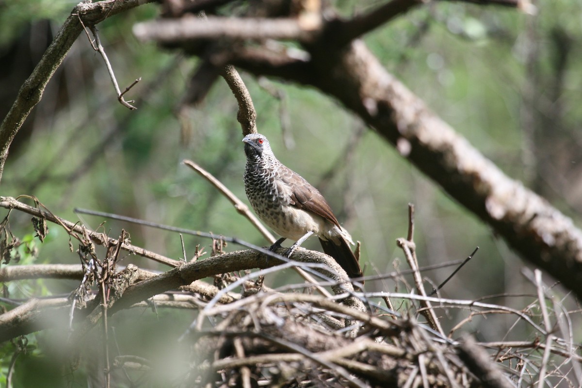 White-rumped Babbler - ML647098321