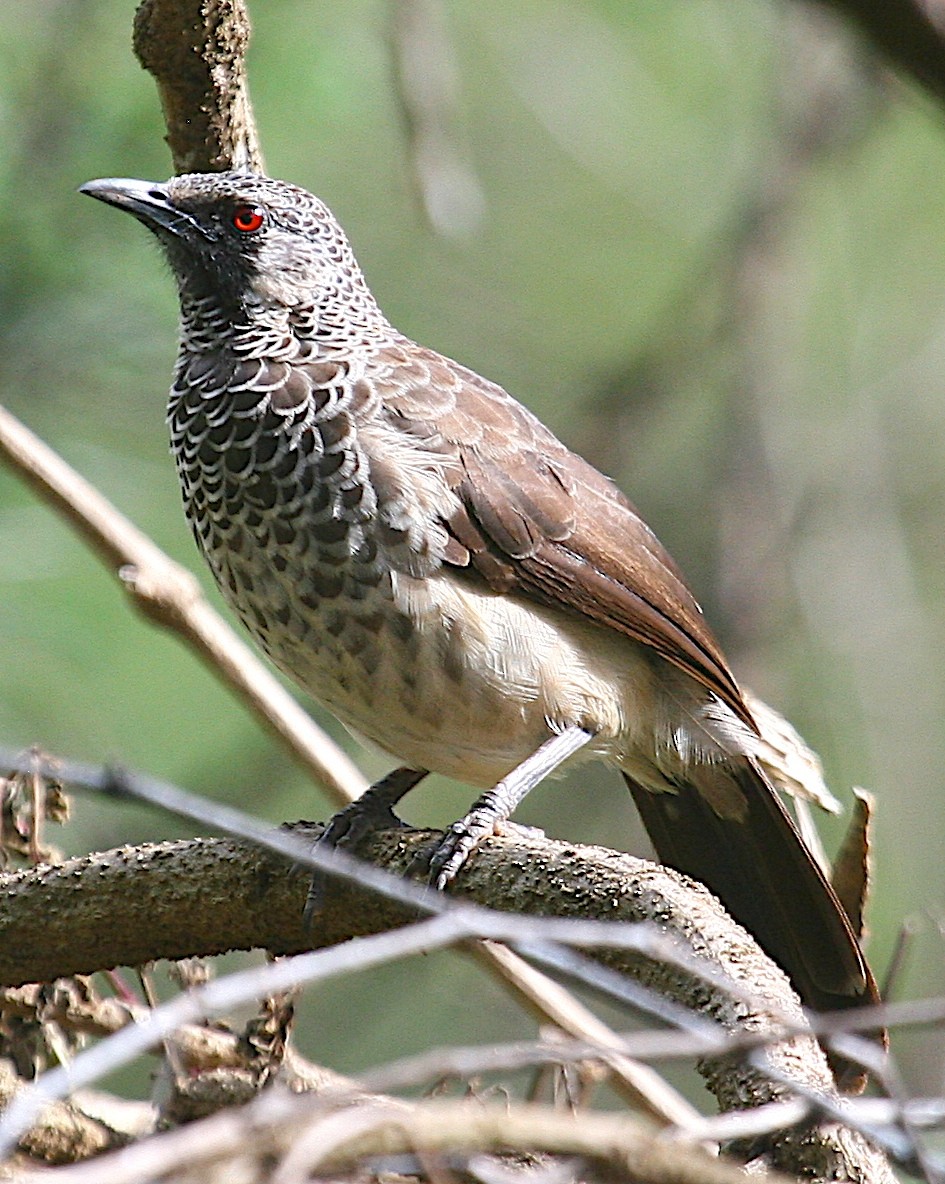 White-rumped Babbler - ML647098329