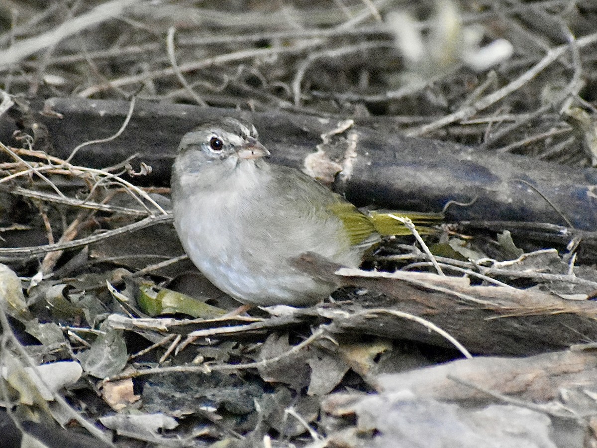 Olive Sparrow - ML647098331