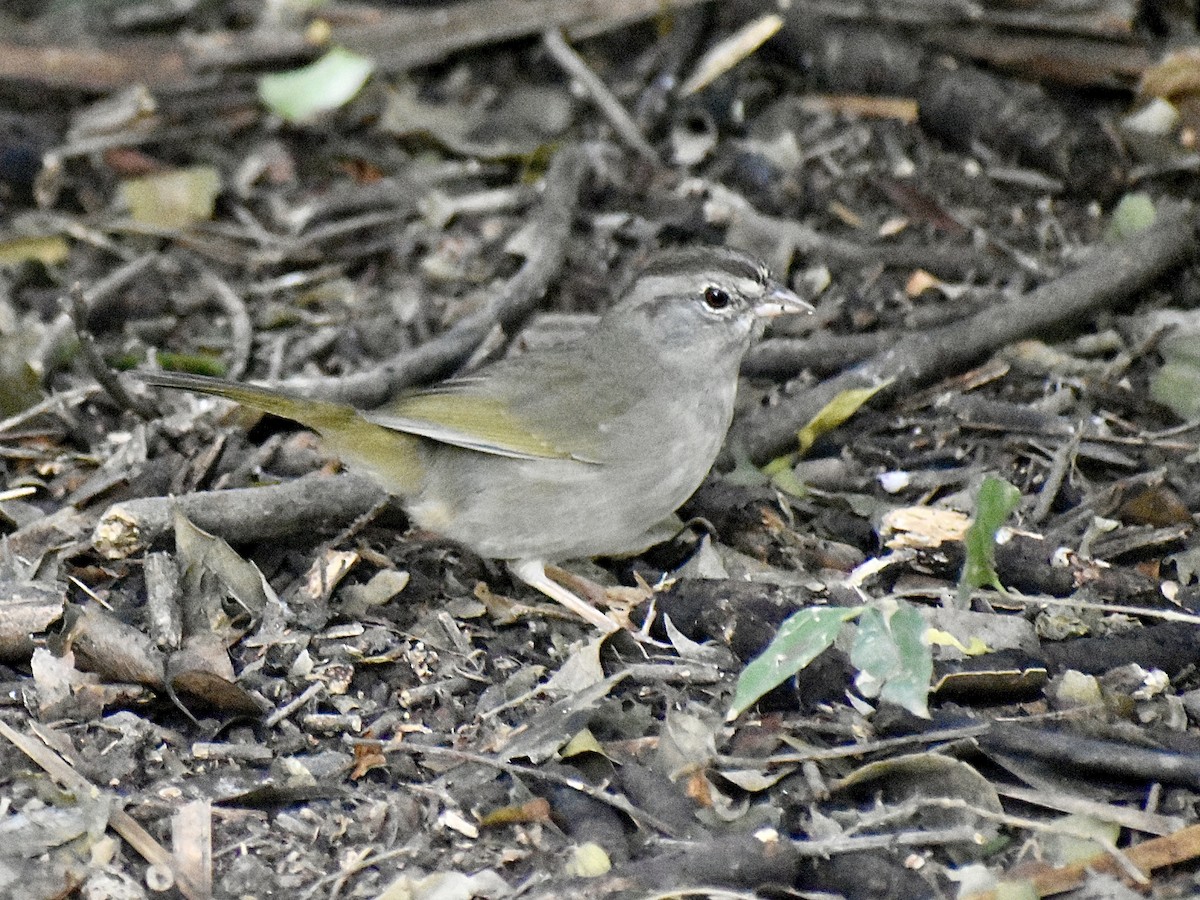Olive Sparrow - ML647098334